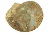 Cretaceous Ammonite (Prionocyclus) Fossil - South Dakota #262659-1